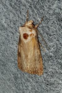 <i>Agrotis puta</i>