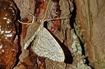 <i>Idaea seriata</i>
