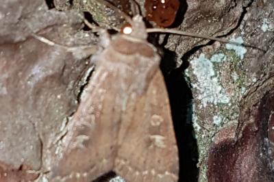 <i>Xestia xanthographa</i>