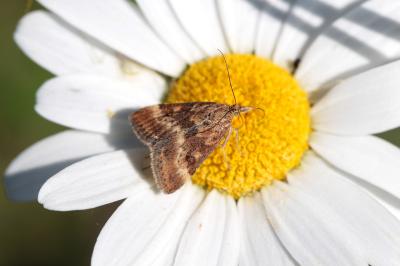 <i>Pyrausta despicata</i>