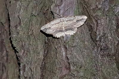 <i>Menophra abruptaria</i>