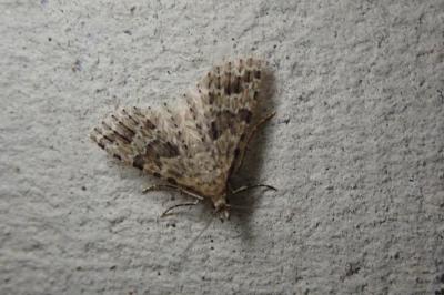 <i>Alucita hexadactyla</i>