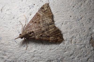<i>Hypena obsitalis</i>