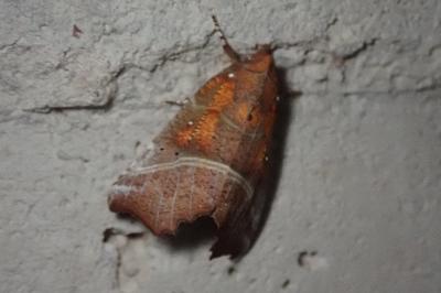 <i>Scoliopteryx libatrix</i>