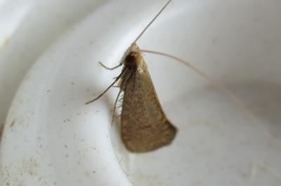 <i>Nematopogon metaxella</i>
