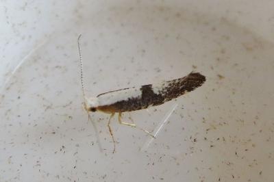 <i>Argyresthia spinosella</i>