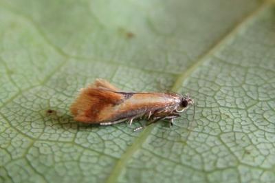 <i>Batia lunaris</i>