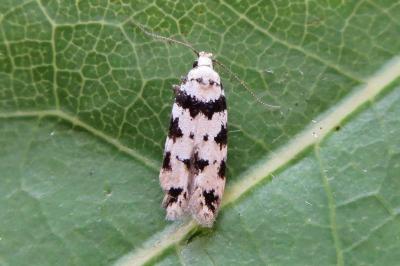 <i>Pseudotelphusa scalella</i>