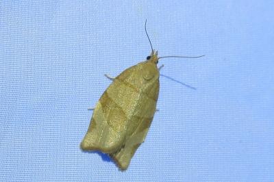 <i>Pandemis cerasana</i>
