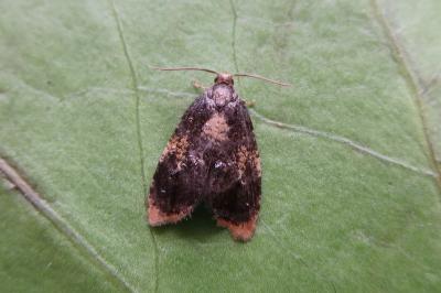<i>Spatalistis bifasciana</i>