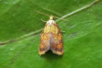 <i>Acleris bergmanniana</i>