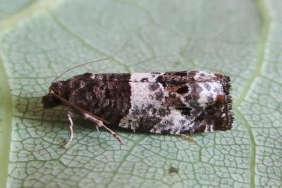 <i>Notocelia trimaculana</i>