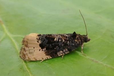 <i>Hedya ochroleucana</i>