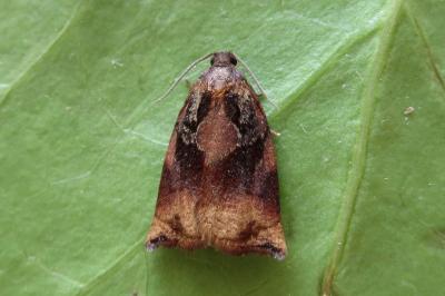 <i>Archips podana</i>
