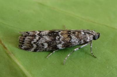 <i>Dioryctria abietella</i>