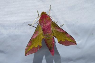 <i>Deilephila porcellus</i>