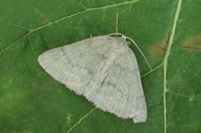 <i>Pseudoterpna pruinata</i>