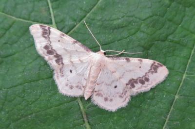 <i>Idaea trigeminata</i>