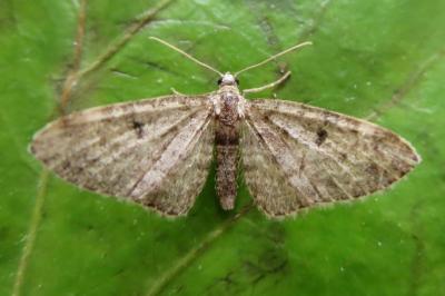 <i>Eupithecia tantillaria</i>