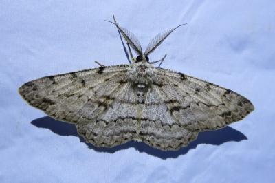 <i>Hypomecis roboraria</i>