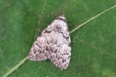 <i>Meganola strigula</i>
