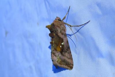<i>Autographa jota</i>