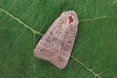<i>Hoplodrina ambigua</i>