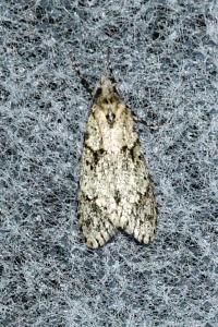 <i>Diurnea fagella</i>