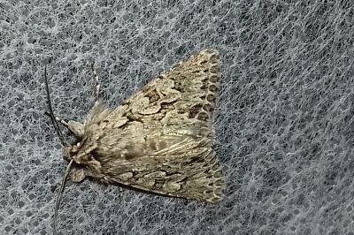 <i>Xylocampa areola</i>
