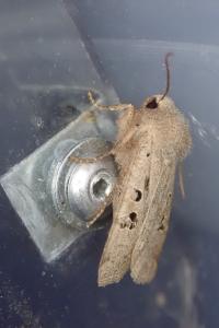 <i>Conistra rubiginosa</i>