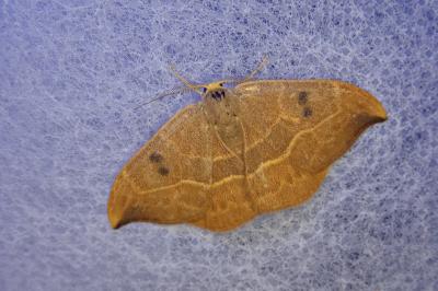<i>Watsonalla binaria</i>