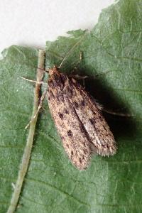 <i>Hofmannophila pseudospretella</i>