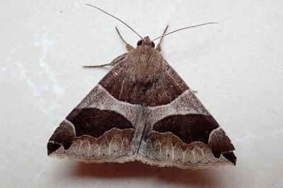 <i>Dysgonia algira</i>