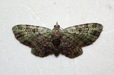 <i>Pasiphila rectangulata</i>