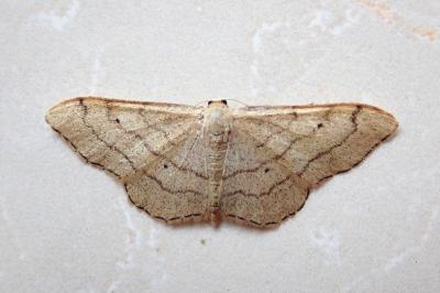 <i>Idaea aversata</i>