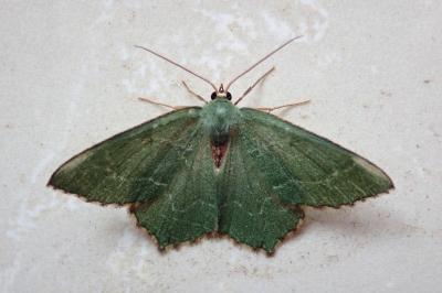 <i>Hemithea aestivaria</i>