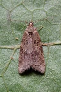<i>Cnephasia</i>
