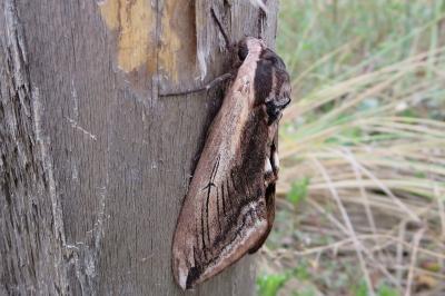 <i>Sphinx ligustri</i>