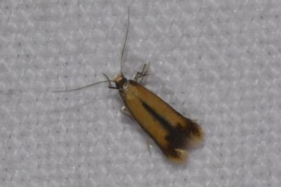 <i>Coptotriche marginea</i>