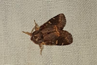 <i>Notodonta dromedarius</i>
