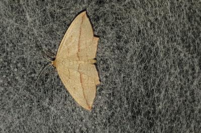 <i>Timandra comae</i>