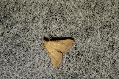 <i>Endotricha flammealis</i>