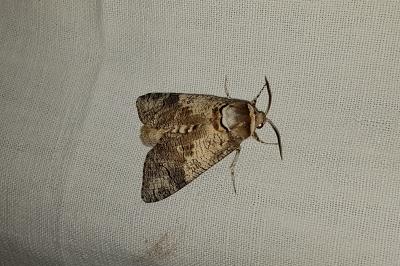 <i>Cossus cossus</i>