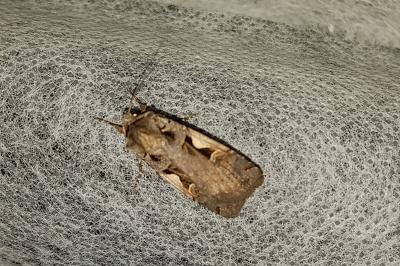 <i>Xestia c-nigrum</i>