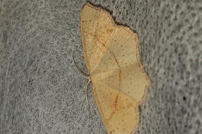 <i>Cyclophora punctaria</i>