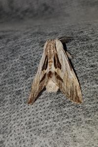 <i>Harpyia milhauseri</i>
