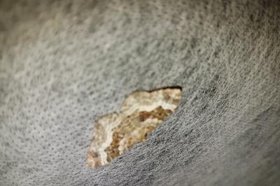 <i>Epirrhoe alternata</i>