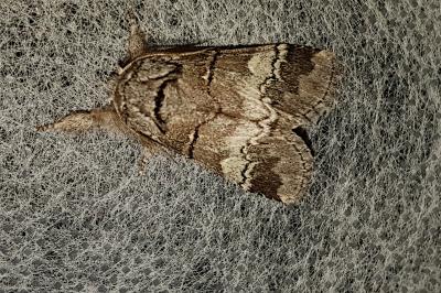<i>Drymonia querna</i>
