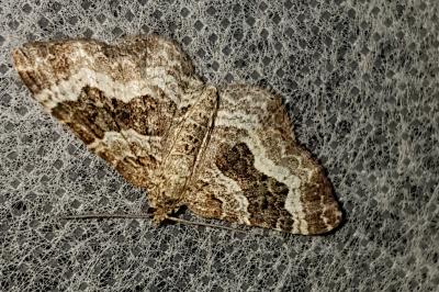 <i>Epirrhoe alternata</i>