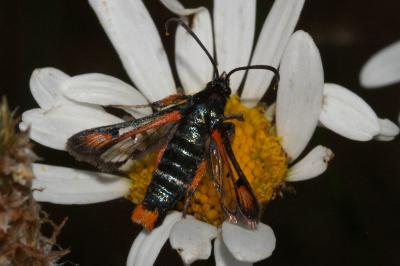 <i>Pyropteron chrysidiforme</i>